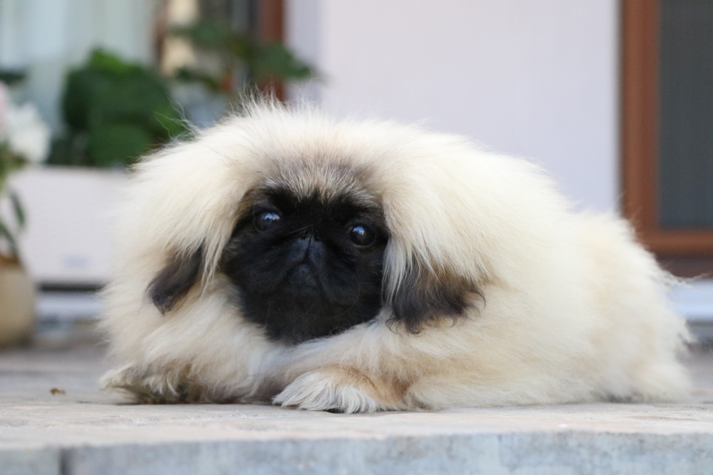 ILLUSION OF Ming Mira